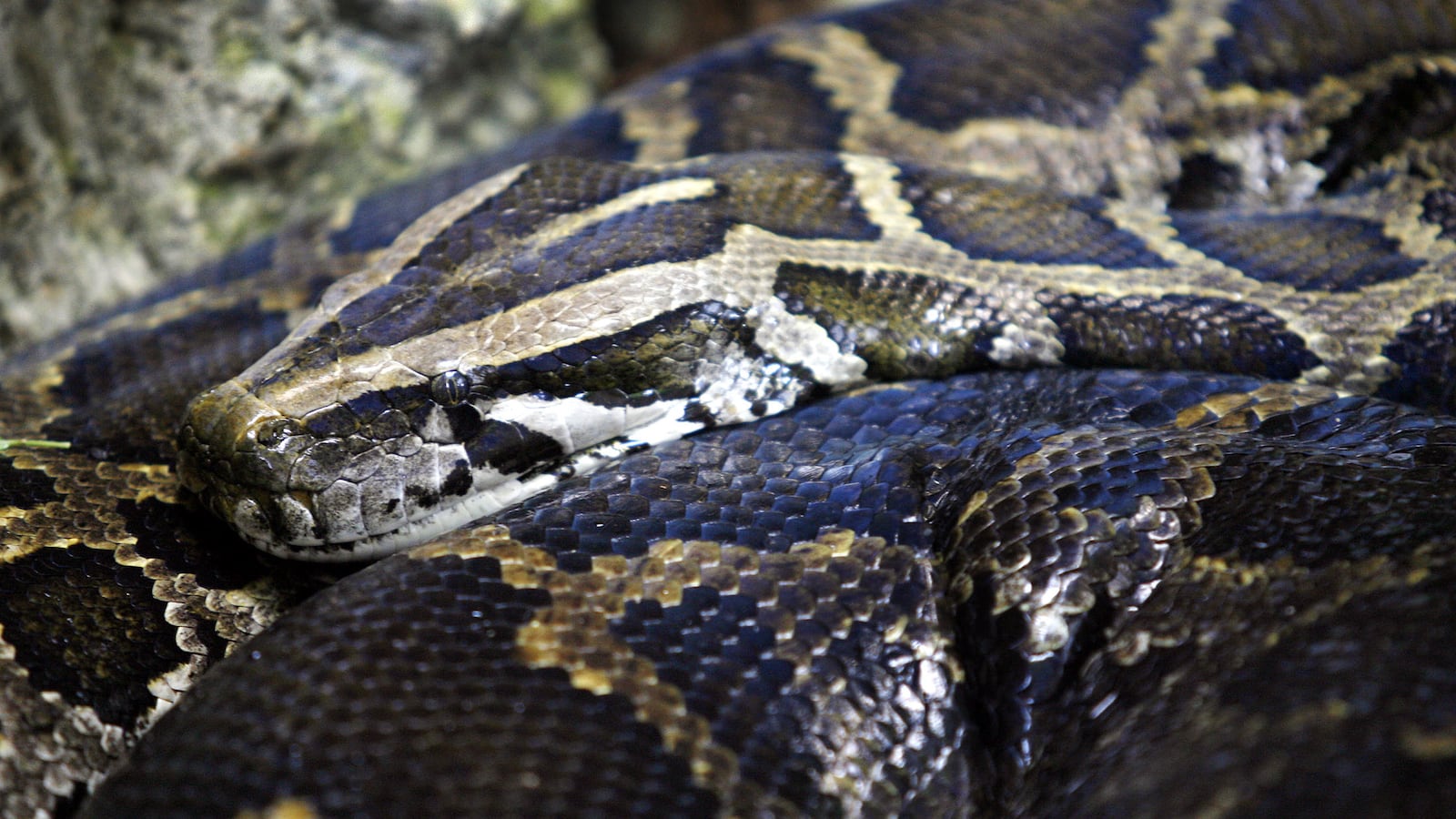 A Burmese Python captured ten years ago sits still in a cage at the Palm Beach Zoo at Dreher in Florida, April 11, 2006.