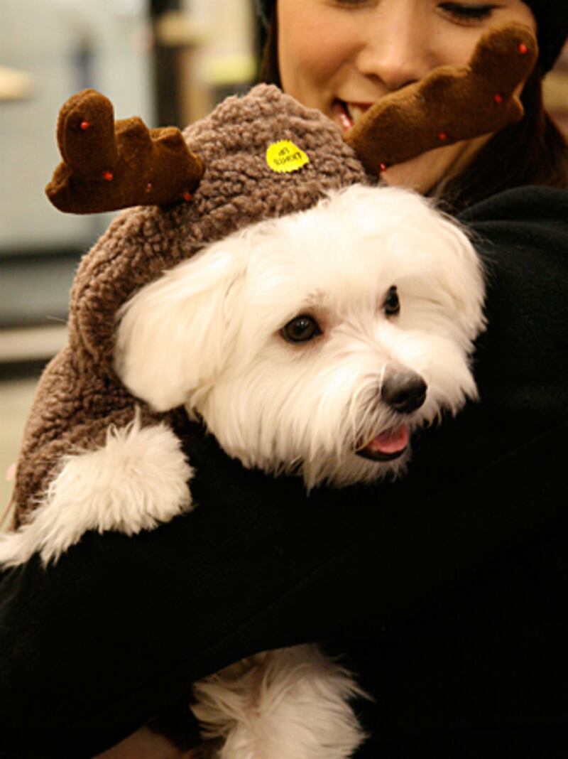 galleries/2010/12/22/reindogs/reindogs-10_a5zyfp