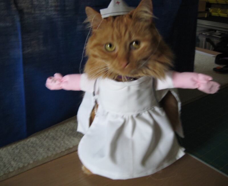 galleries/2010/10/28/cats-in-costume/cats-in-costume-5_jtuhdn