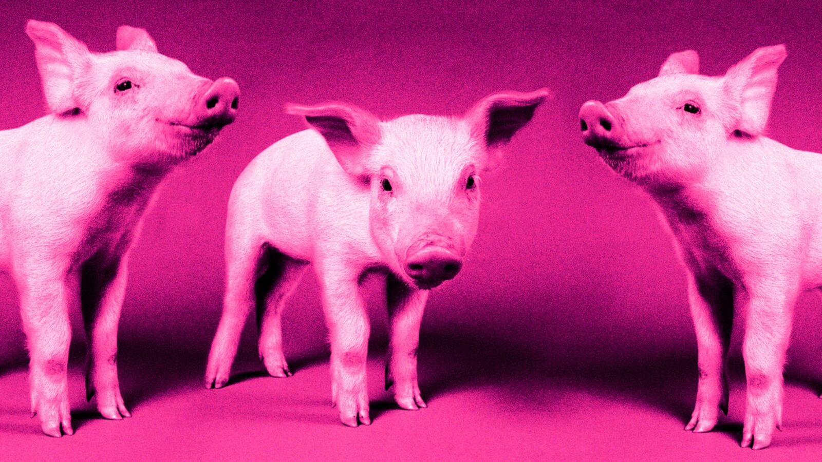 An illustration including photos of friendly Pigs