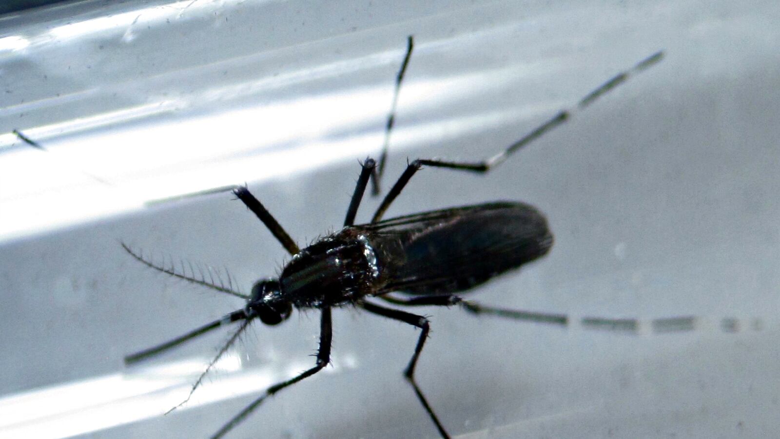 cheats/2016/08/23/images-detail-zika-s-impact-on-brains/160818-zika-adult-danger-cheat_kgbfvj