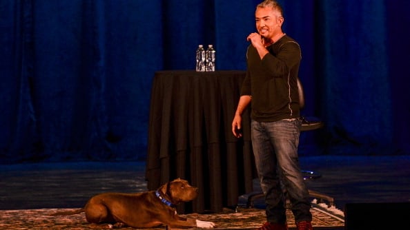 dog_whisperer_gwrfm1