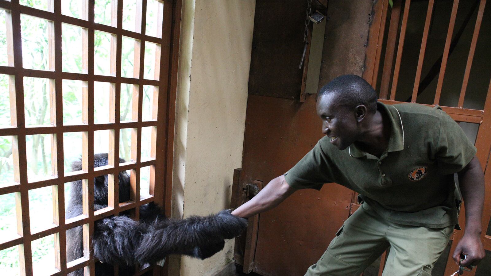 articles/2015/02/21/the-gorilla-doctor-who-could-win-an-oscar/150220-strochlic-oscar-gorilla-tease_zchzng