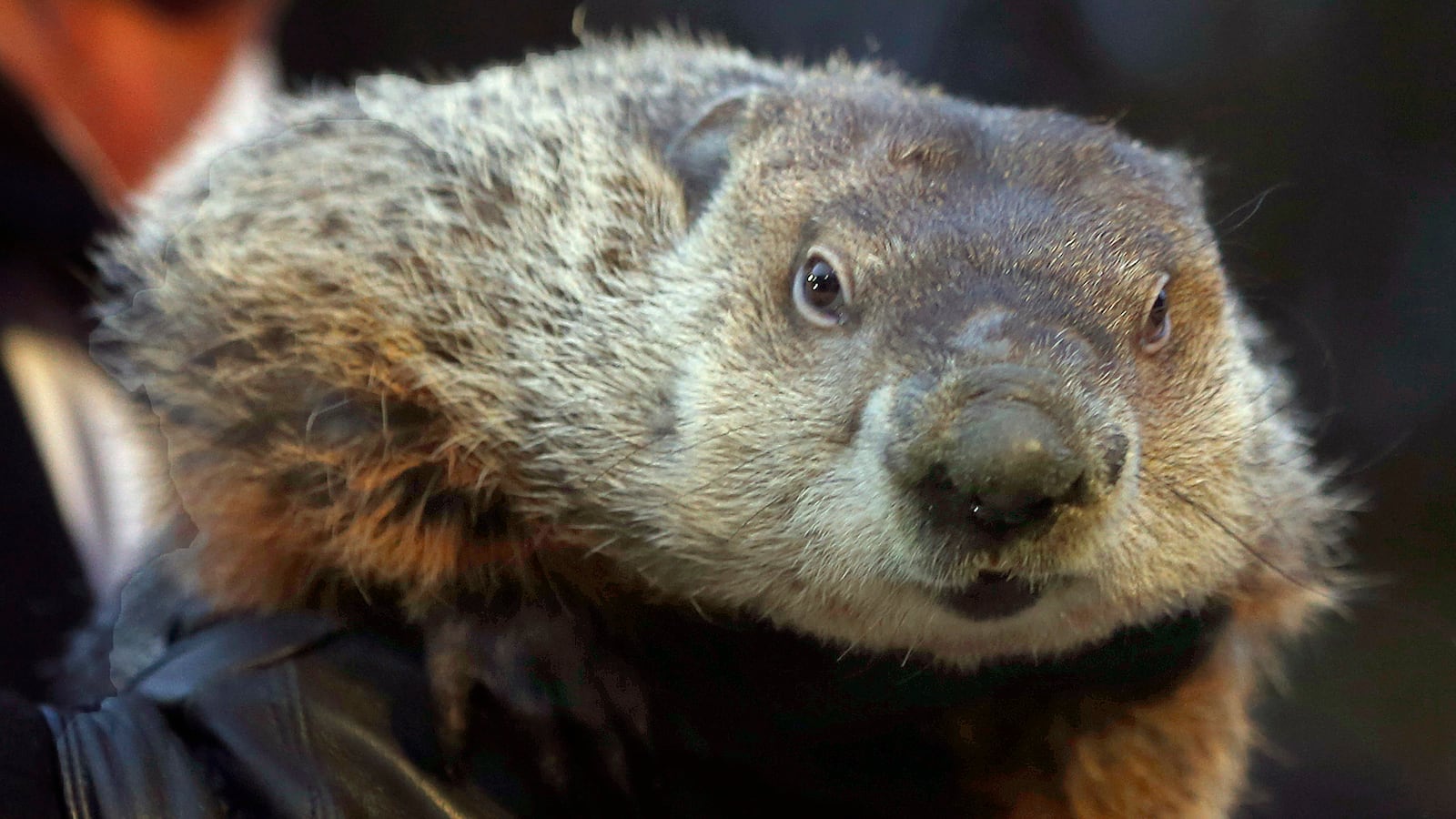 cheats/2013/02/02/punxsutawney-phil-predicts-end-of-winter/130202-phil-groundhog-shadow-cheat_atjzg3