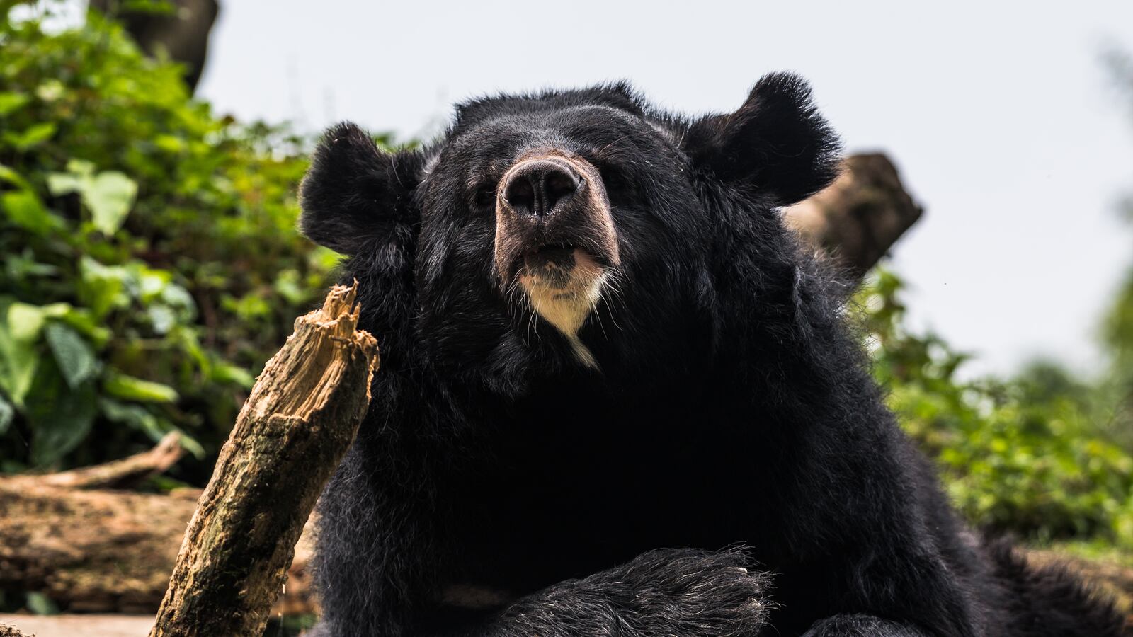 Asian black bear