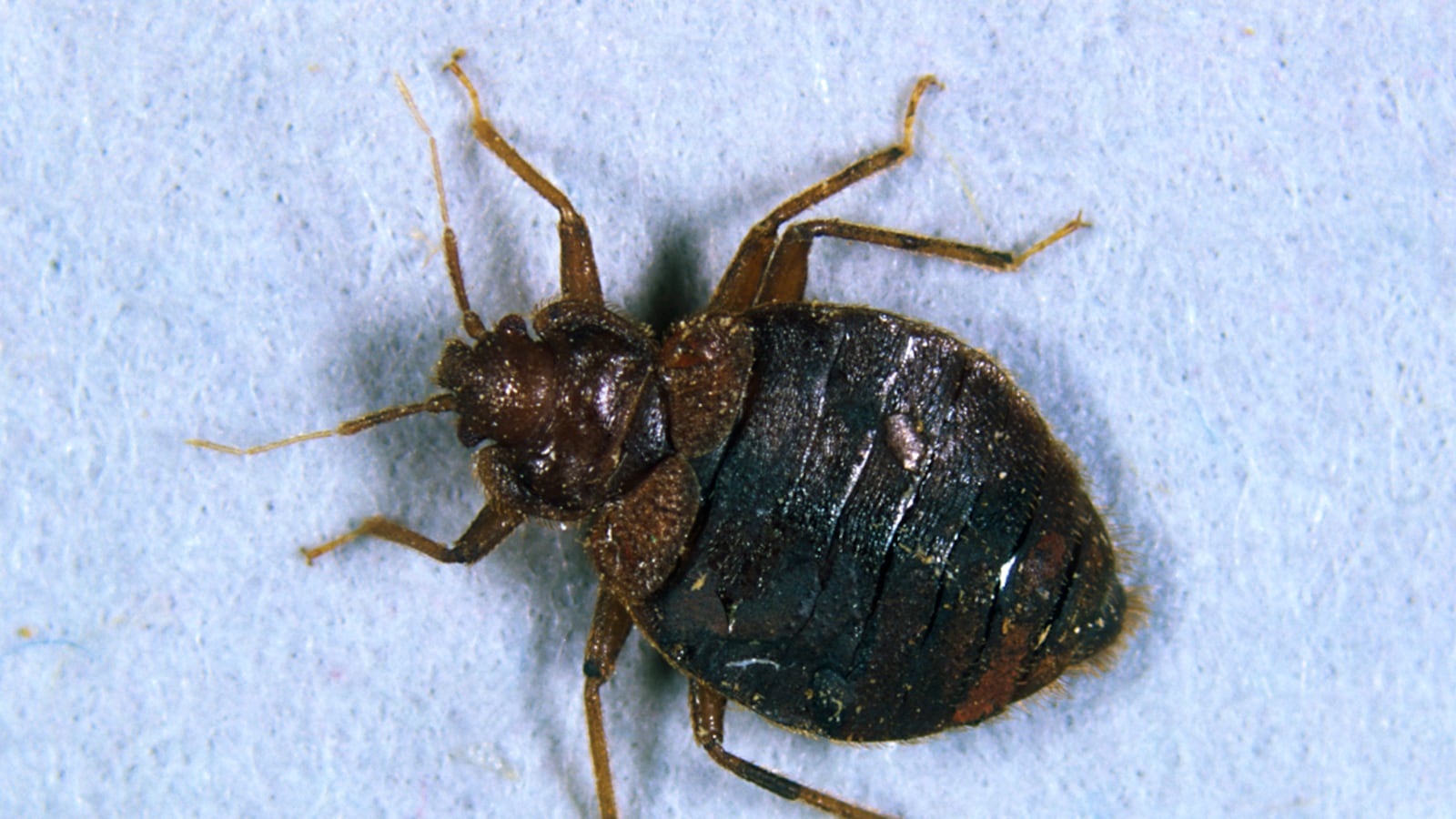cheats/2013/04/11/scientists-make-bed-bug-catching-plant/bed-bug_re6cio