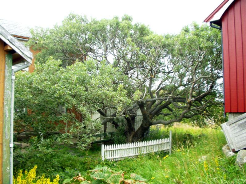 galleries/2010/06/14/summer-food-norway/summer-food-series-1---13_vusb5j