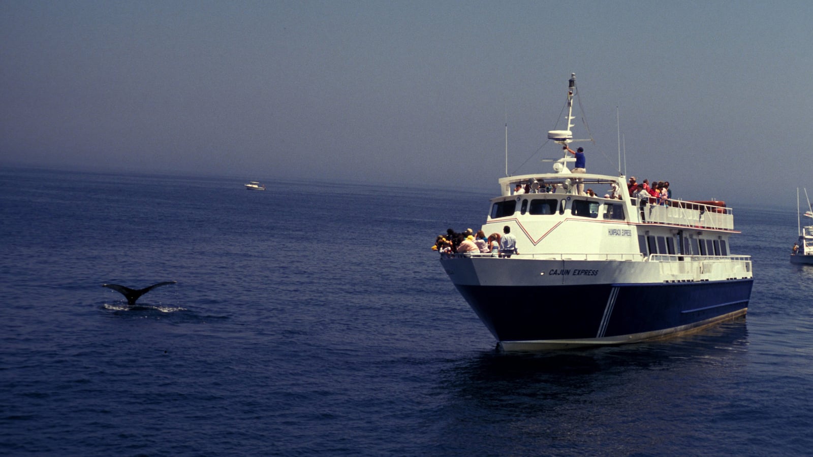 190616-fleming-cape-cod-whale-watching-hero_g5ydub