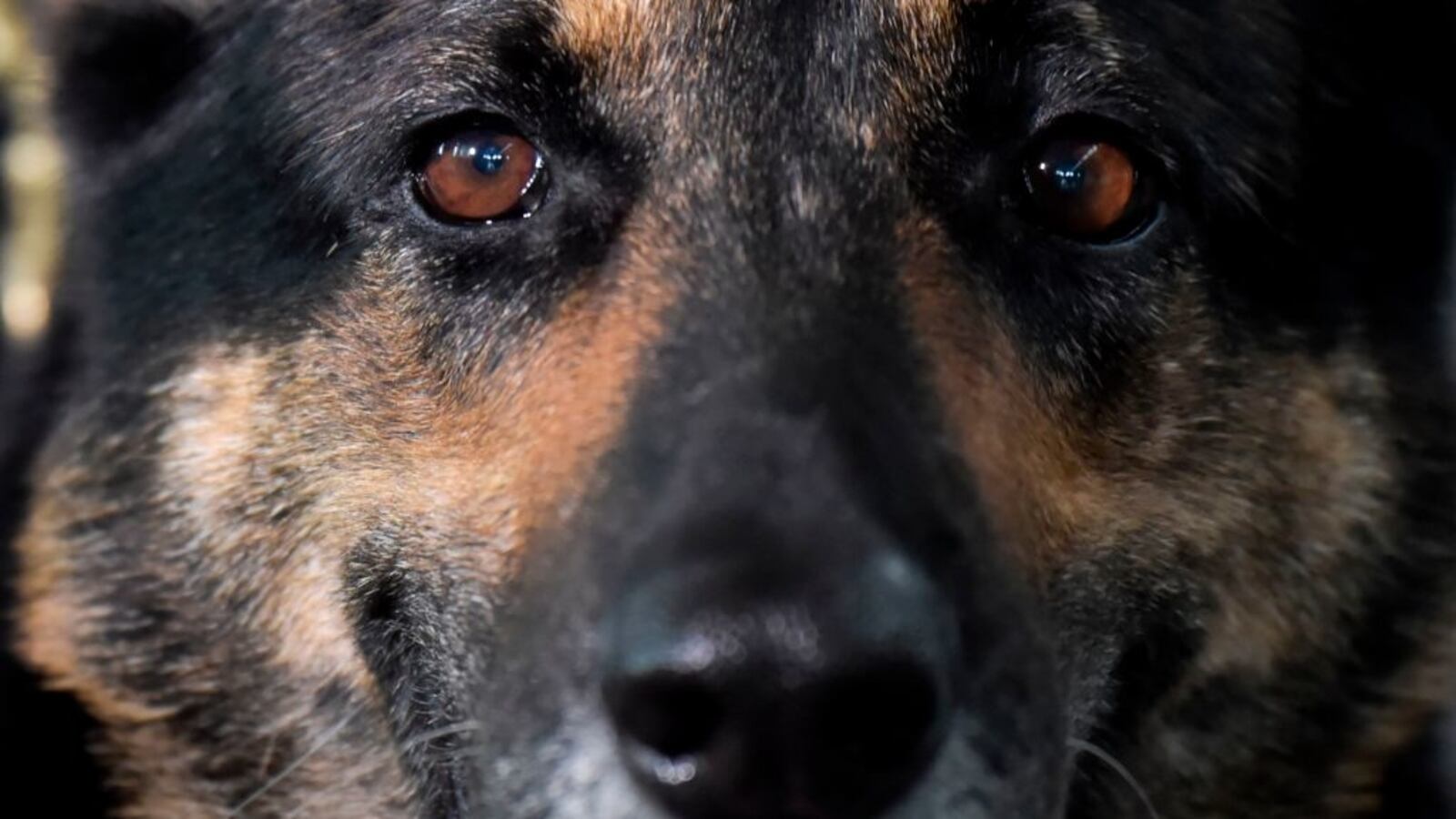 GettyImages-1009220038_cniaz1