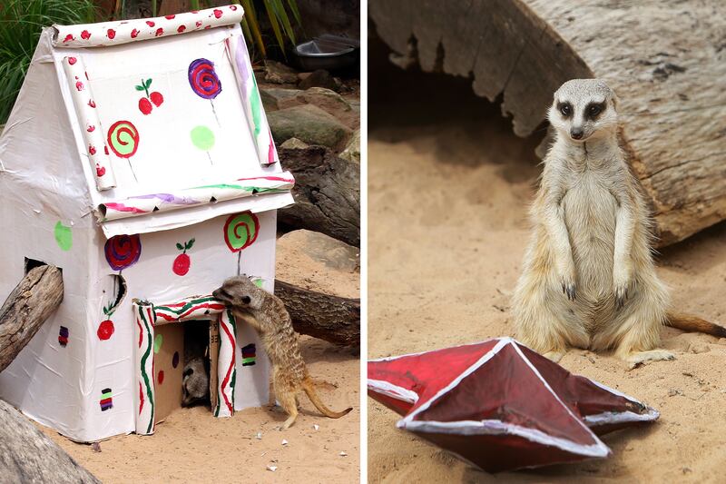 galleries/2012/12/20/santa-s-favorite-critters-animals-enjoy-holiday-gifts-photos/xmas-animals-meerkat_xn0o8y