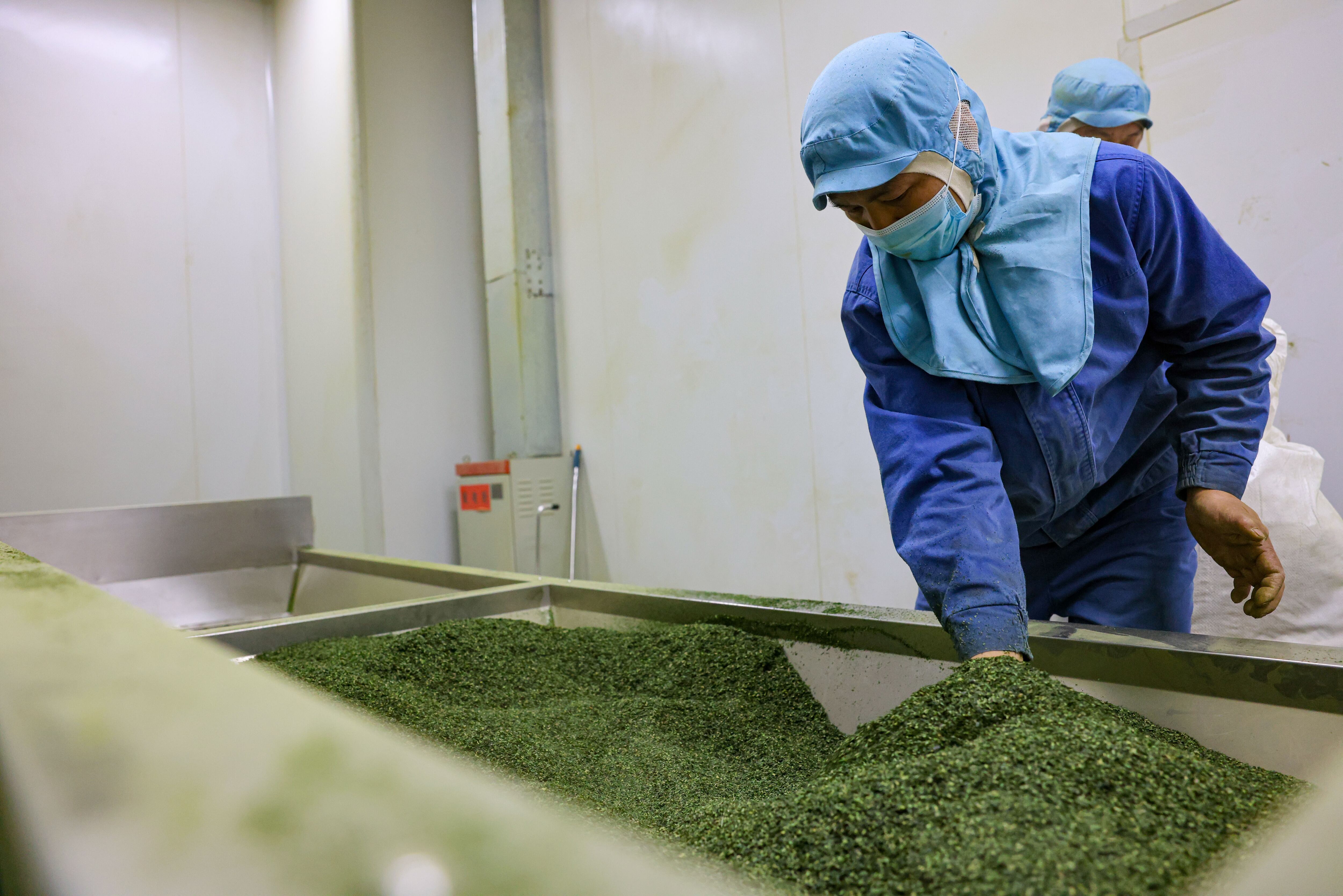 A staff member works in a matcha factory in Jiangkou County, in China's Guizhou province, on April 14, 2025. Located at the foot of Mount Fanjing, a UNESCO World Heritage Site, Jiangkou County boasts over 10,000 hectares of tea plantations, nearly a fifth of which are dedicated to matcha production.