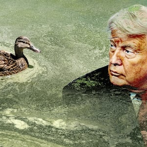 Donald Trump with a duck in the reflecting pool algae