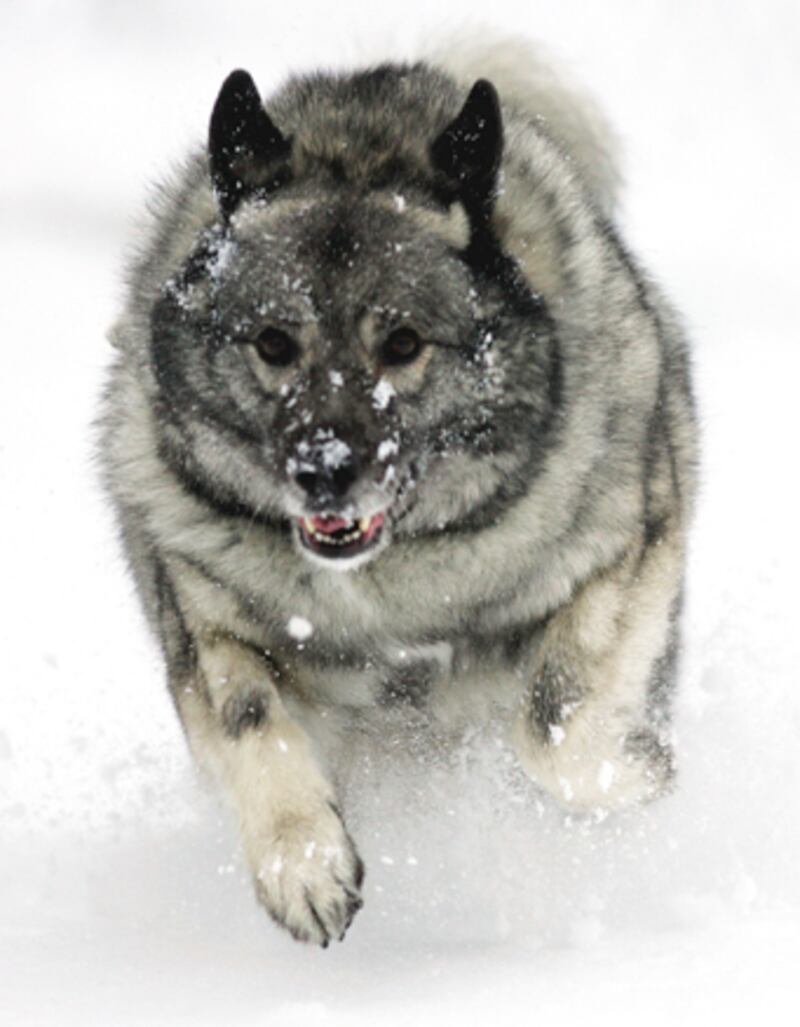 galleries/2010/10/29/dangerous-dogs/dangerous-dogs---norwegian-elkhound_gbcjmx