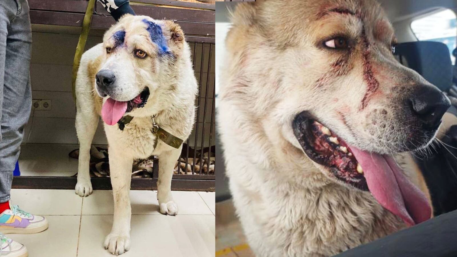 220311-Rawnsley-Animals-Ukraine-tease_div7om