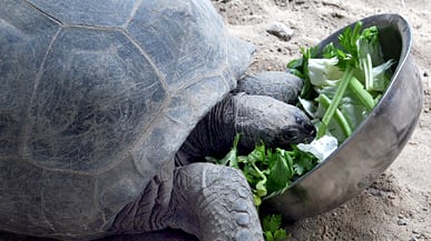 articles/2011/03/17/slow-eating-and-weight-loss-does-the-science-support-it/roberts-slow-eating_167247_vw7xgu