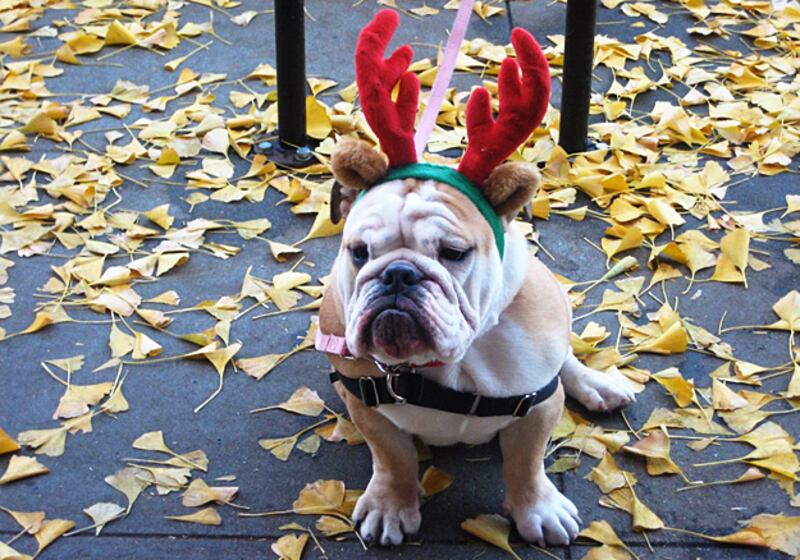 galleries/2010/12/22/reindogs/reindogs-11_pflhdt