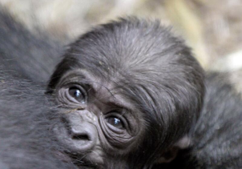 galleries/2010/12/05/ten-brutal-budget-cuts/budget---zoo_o3ejet