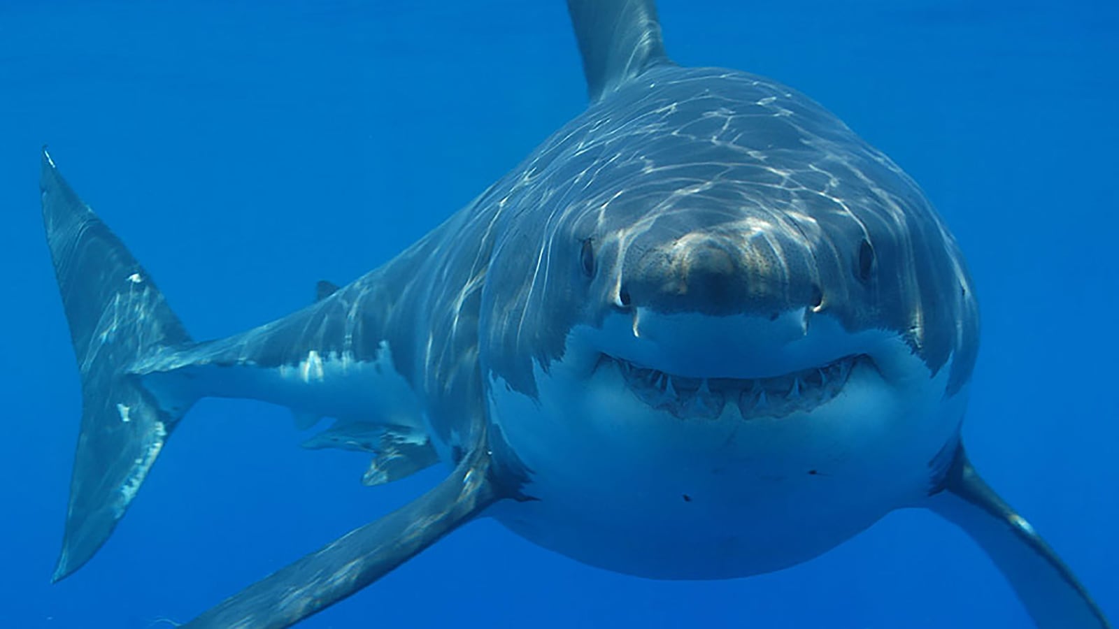 Great White Shark