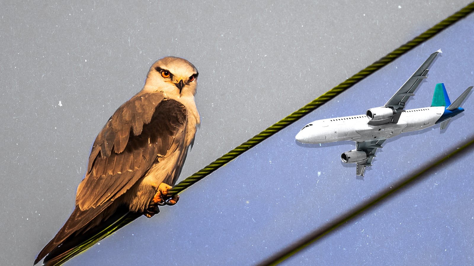 180916-Albert-Bird-drones-tease_tqu2le