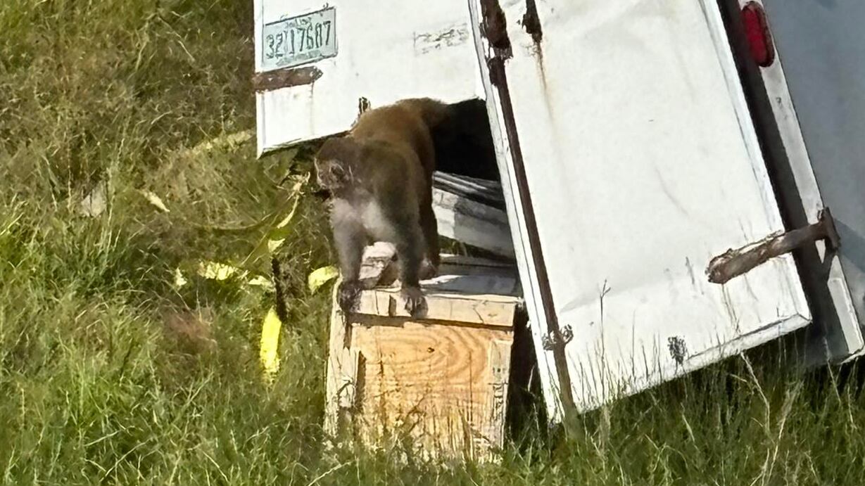 Escaped rhesus monkey