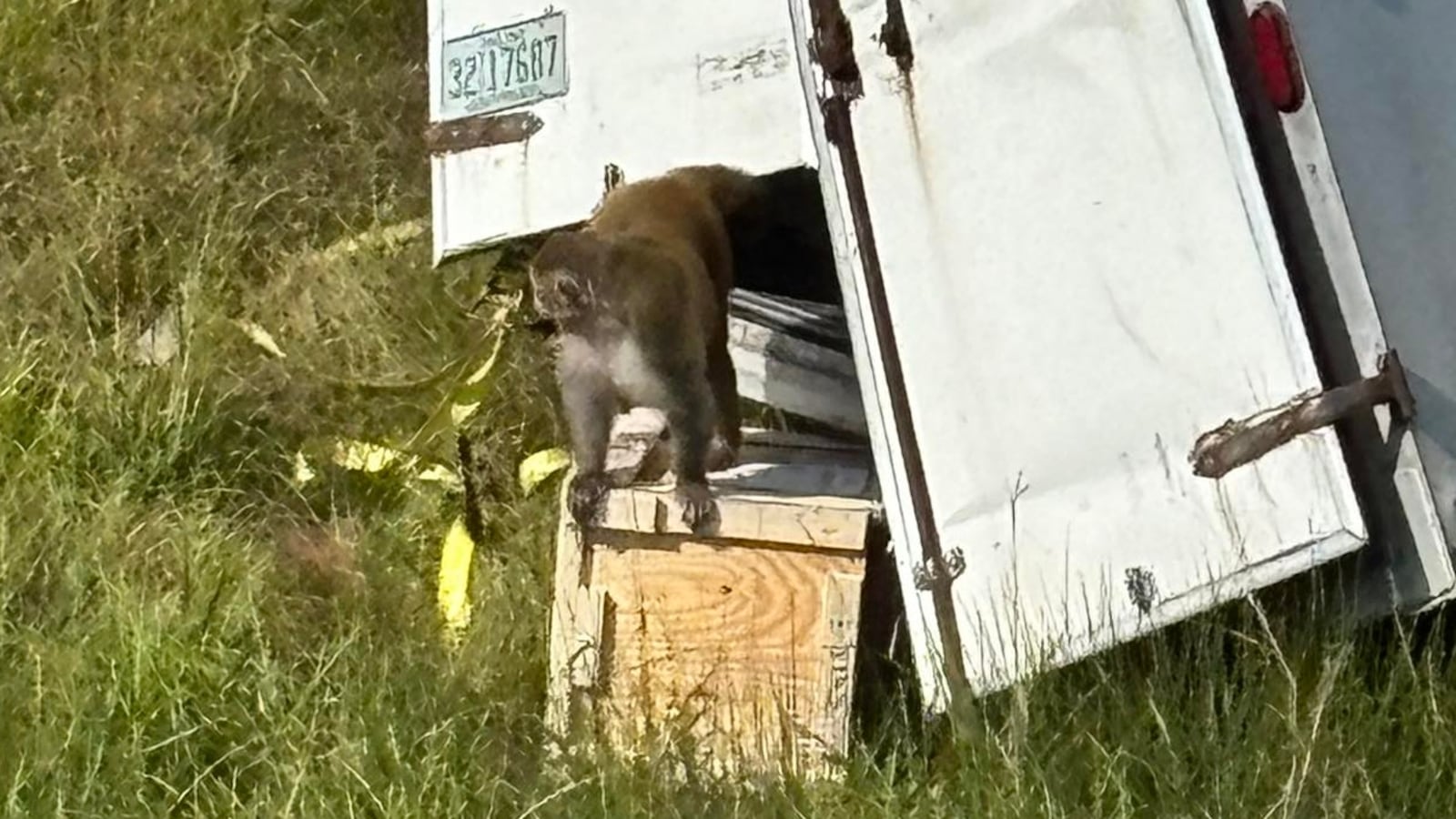 Escaped rhesus monkey