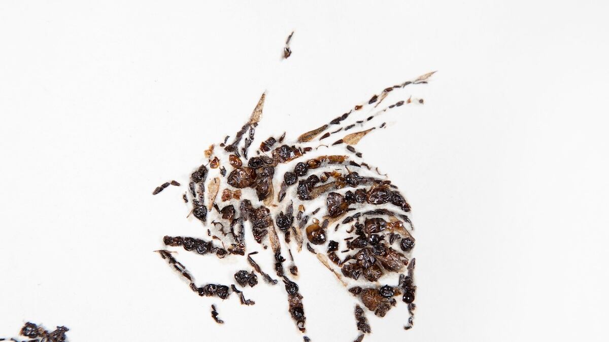 articles/2012/06/28/matthew-brandt-at-yossi-milo-is-the-daily-pic-by-blake-gopnik/bee-daily-pic_x0wozn