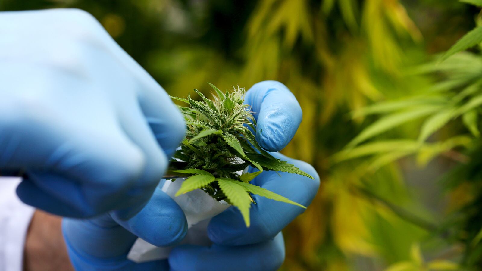 articles/2015/05/23/foreign-investors-go-hunting-for-green/150521-panne-newmexicopot-tease_mprlvp