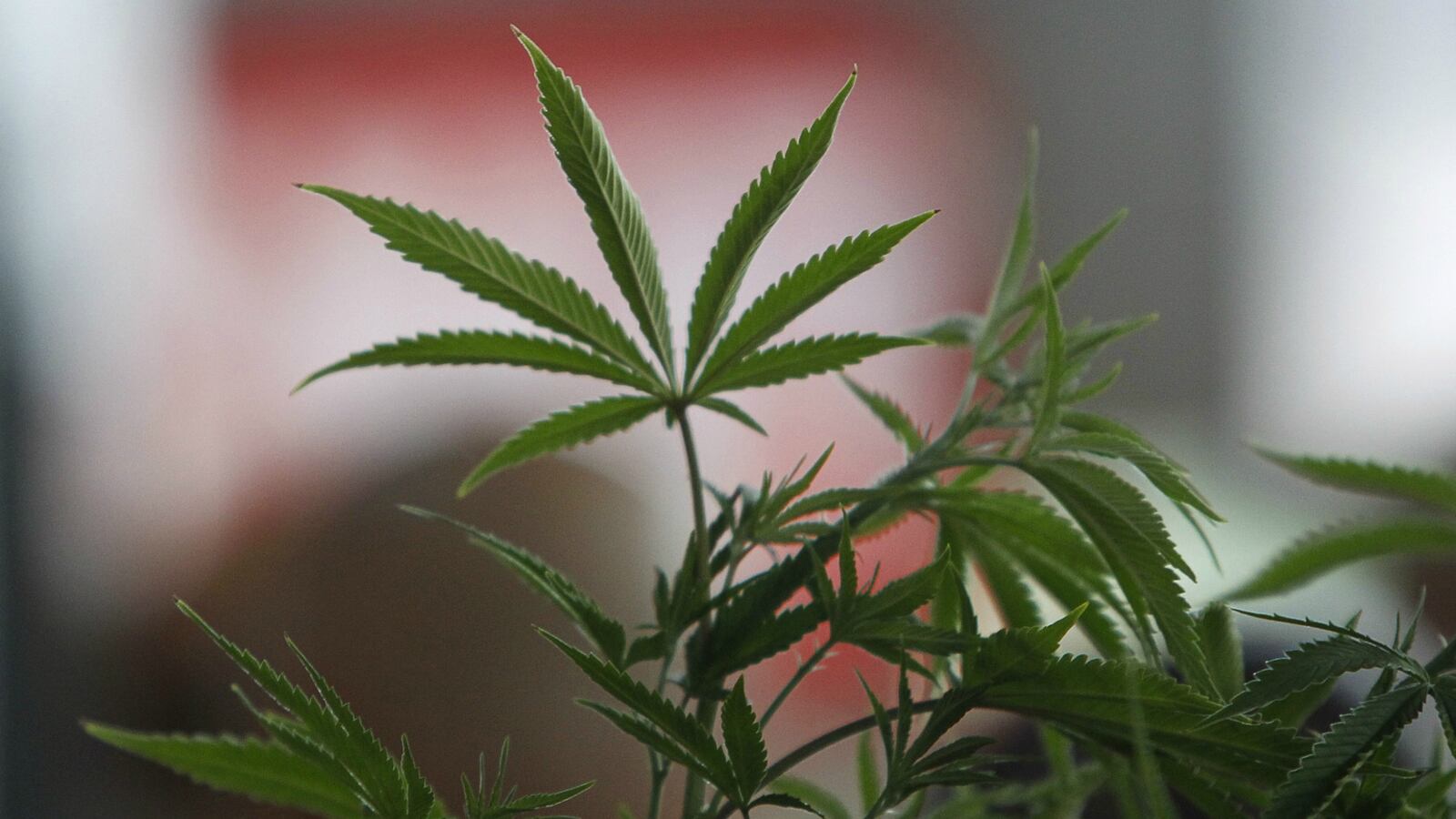 cheats/2016/03/06/scotus-may-hear-colorado-weed-case/160122-wichita-weed-cheat_byblpg