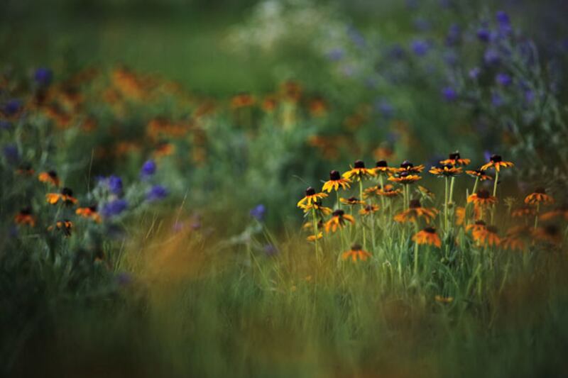 galleries/2010/07/08/an-american-prairie-feast/summer-food-kansas-8_xqe5s8