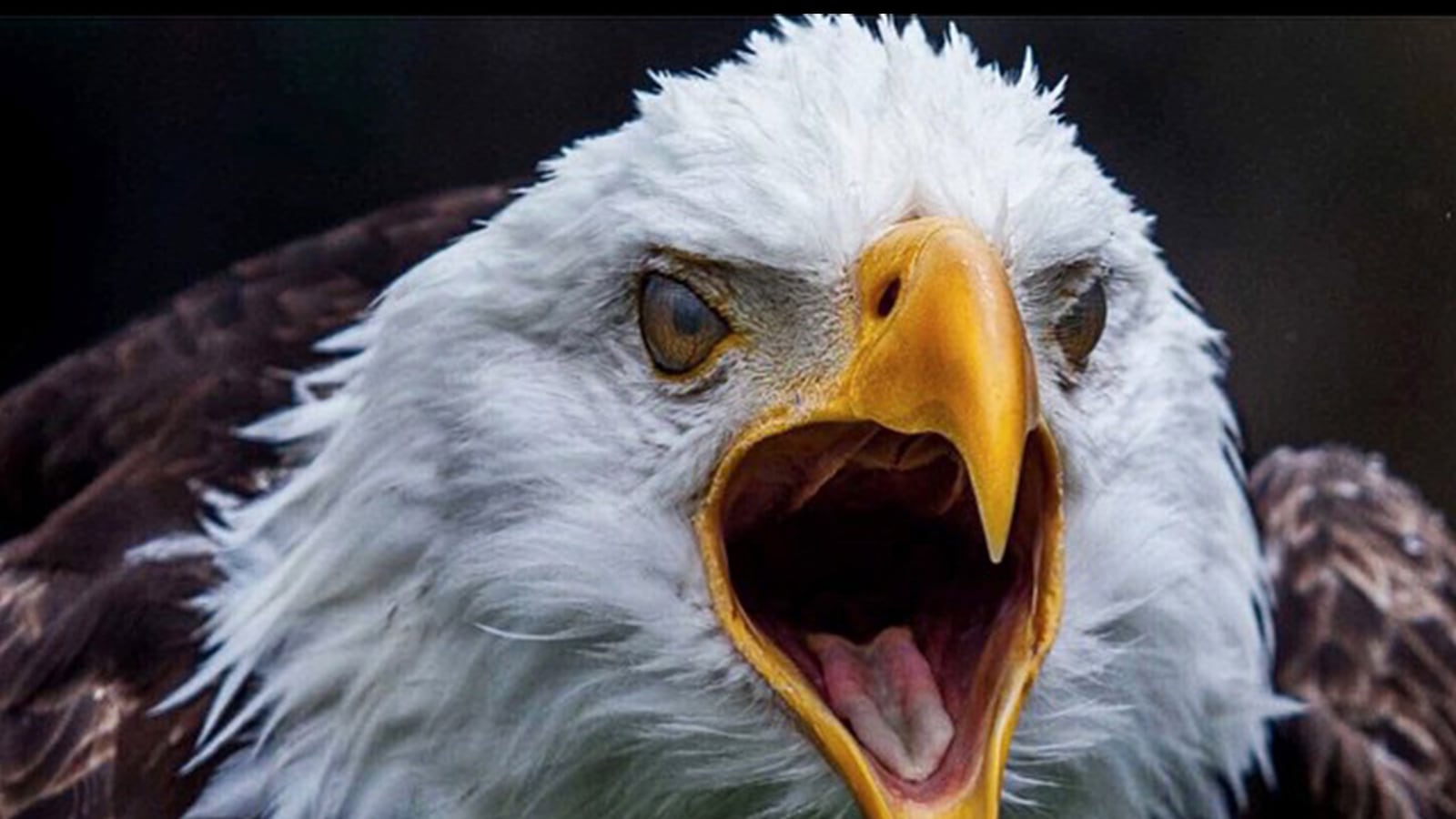 articles/2015/06/06/instagram-s-screaming-eagle/150603-instagrammer-tease_t1awmg