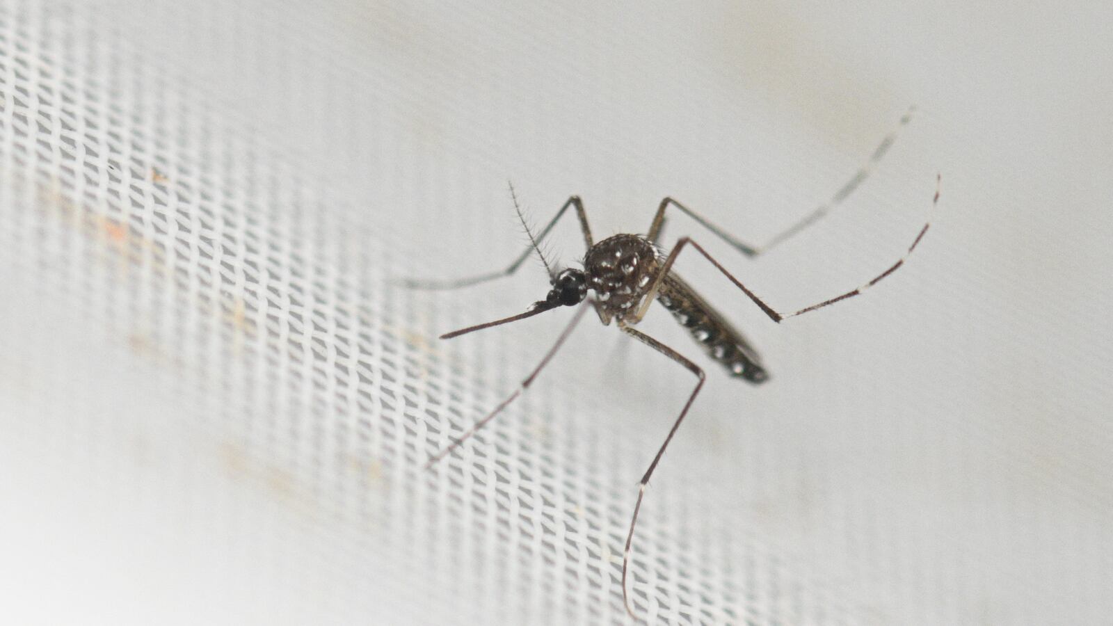 An Aedes aegypti mosquito is pictured at a laboratory of the Center for Parasitological and Vector Studies (CEPAVE) of the national scientific research institute CONICET, in La Plata, Buenos Aires Province, Argentina, on March 26, 2024. Researchers at CONICET are studying the biology, genetic characteristics and behaviour of the Aedes aegypti mosquitoes, transmitter of dengue, zika and chikungunya, and creating biological control strategies as Argentina is facing a significant growing number of dengue cases. (Photo by Luis ROBAYO / AFP) (Photo by LUIS ROBAYO/AFP via Getty Images)