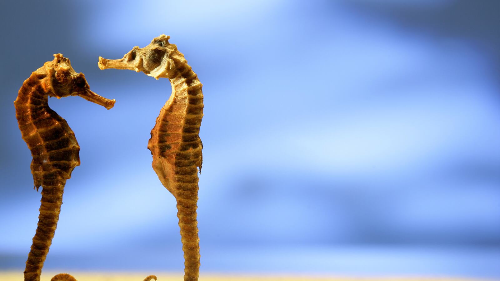 articles/2015/07/03/are-seahorses-the-secret-to-robots/150602-lytton-seahorse-tease_t8lvt4