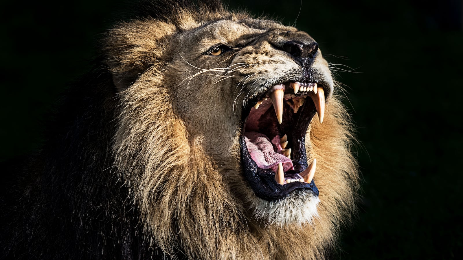 210628-lion-rome-hero_dnrxbn