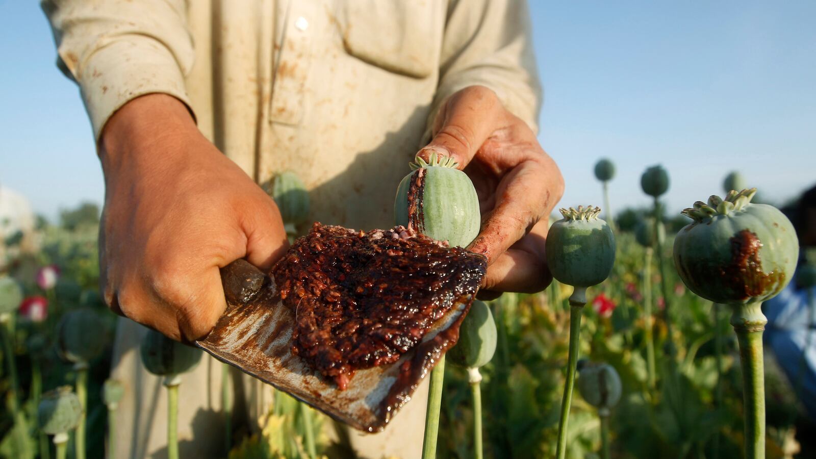 cheats/2014/10/21/7-6b-fight-to-curb-afghan-opium-fails/141021-afgan-opium-cheat_yhaj7k