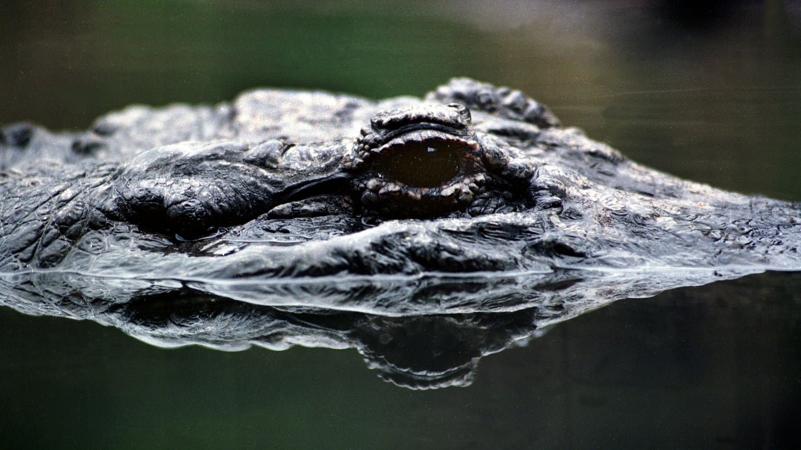 An alligator