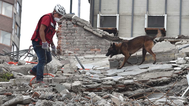 170925-Rescue-dogs-mexico-gal-08_jmzwix