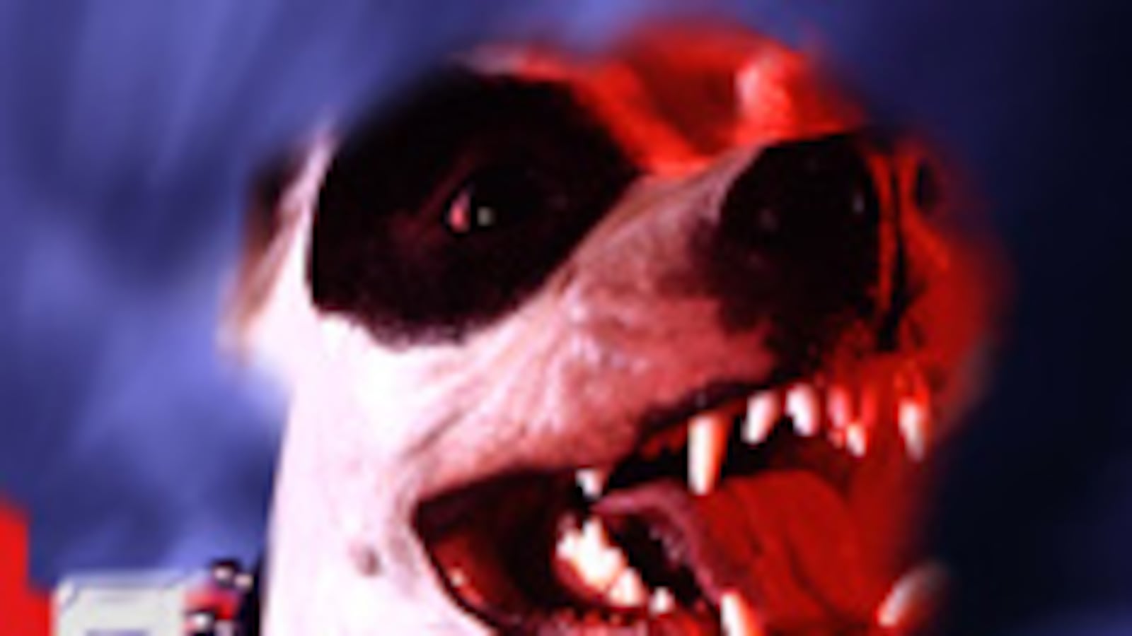 articles/2010/03/28/pit-bull-owners-attack-too/leerhsen-pit-bulldog-response_90949_vfjqsd