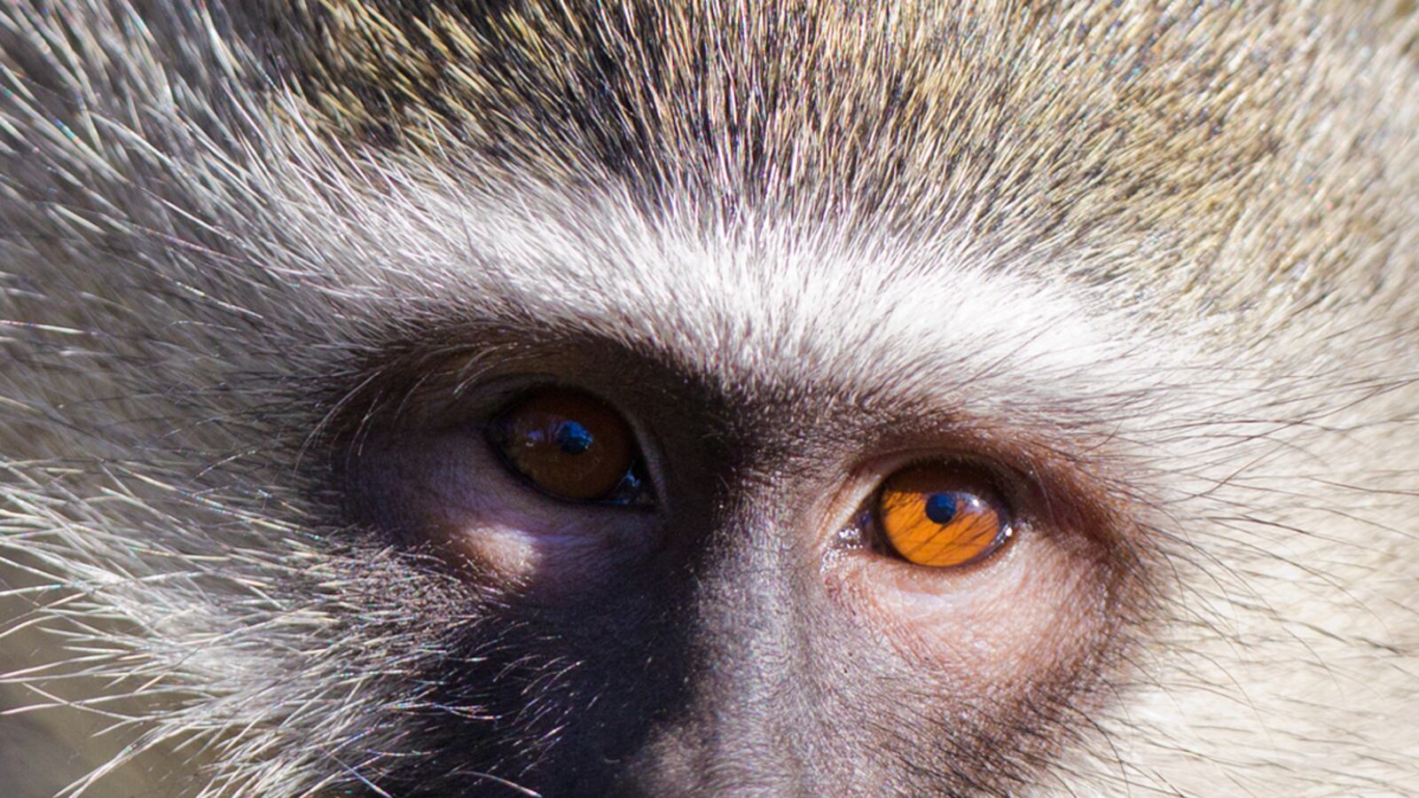 articles/2012/06/17/zoobiquity-what-animals-can-teach-us-about-our-health/zoobiquity-zimmer-tease_avkvpy