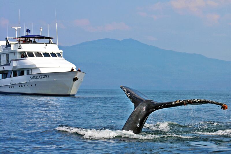 galleries/2013/10/19/seven-cruises-for-people-who-hate-cruises-photos/Alaska_SafariQuest2_xq797b