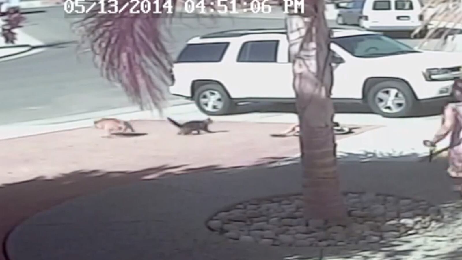 articles/2014/05/17/here-s-how-our-hero-cat-will-throw-the-first-pitch/140516-williams-brown-cat-hero-tease_bgggzt