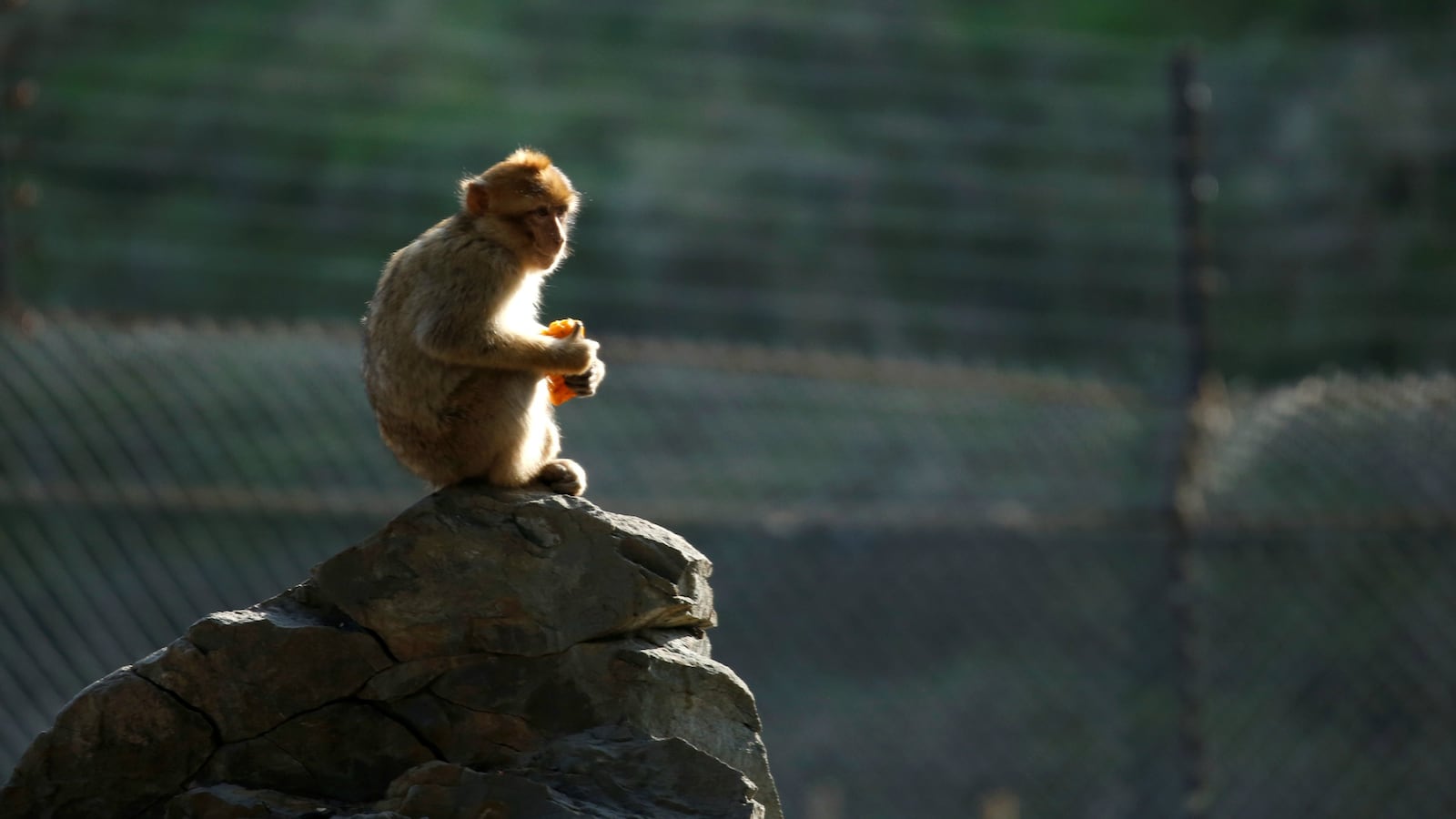 180423-court-peta-monkey-selfie-cheat_sqsvaj