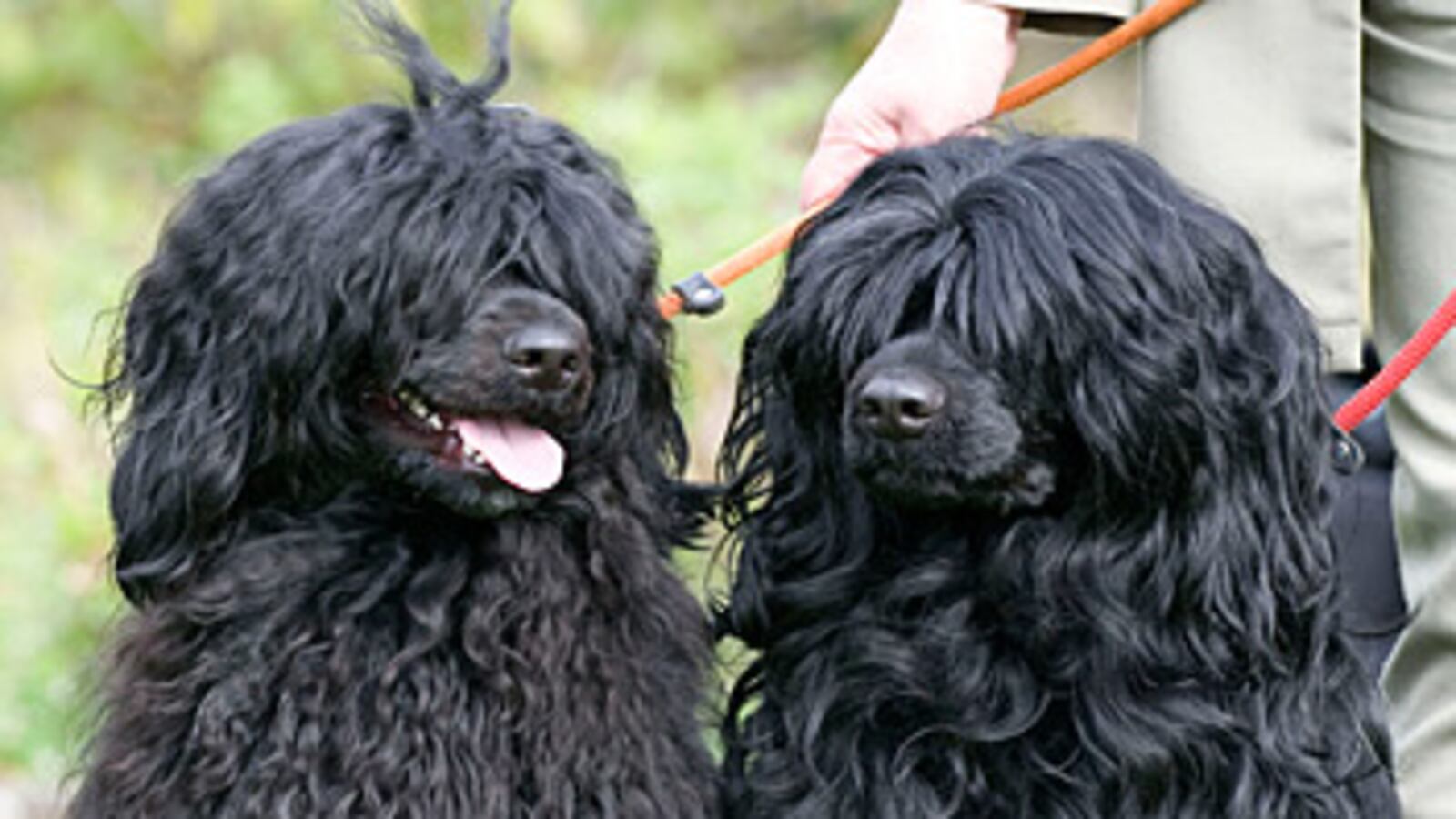 cheats/2009/06/22/a-bo-to-call-your-own/portuguese-water-dogs_emx7qc