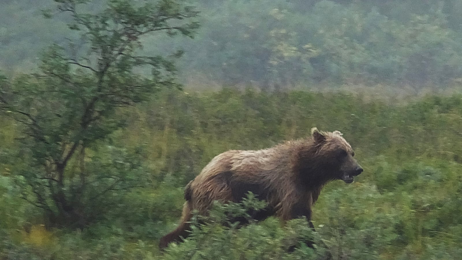 cheats/2013/08/18/bear-mauling-victim-survives-36-hours/130818-Alaska-Bear-cheat_rjn0ki