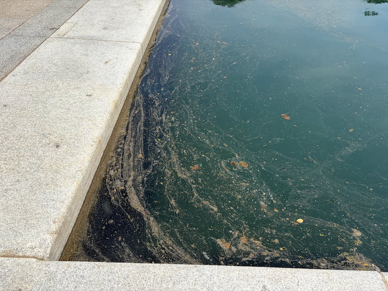 Algae continues to be an issue at the Lincoln Memorial Reflecting Pool, weeks after Donald Trump's renovations were completed and the pool was refilled, but the pool was not as bright a shade of green on June 22 as it was the prior week.