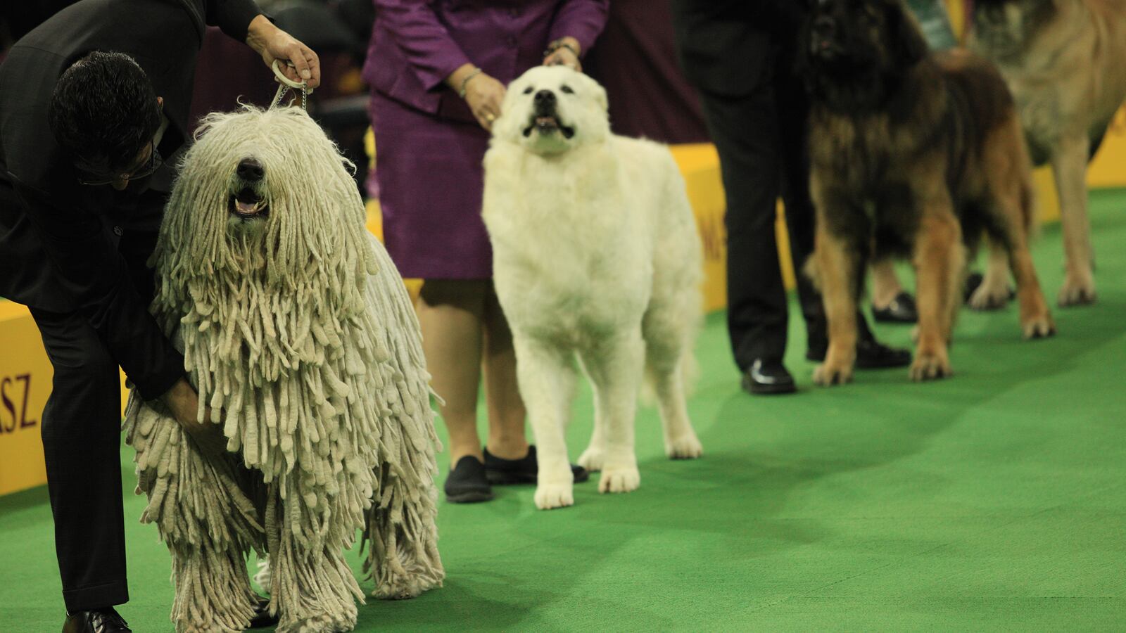 galleries/2014/02/12/westminster-parade-of-purebreds-photos/140211-westminster-gal-tease_nur2mx