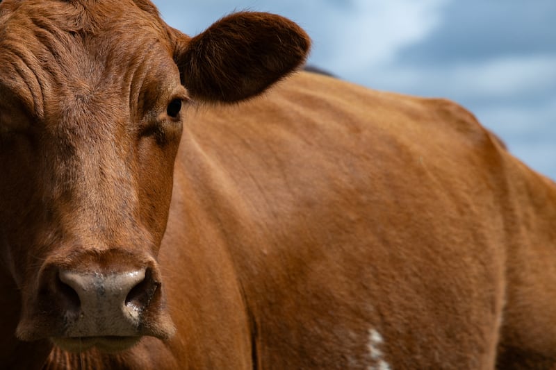A cow in a pasture, three days after the U.S. Department of Agriculture confirmed that New World screwworm was detected in a Texas calf in Zavala County, near La Pryor, Texas, U.S., June 6, 2026.  REUTERS/Kaylee Greenlee