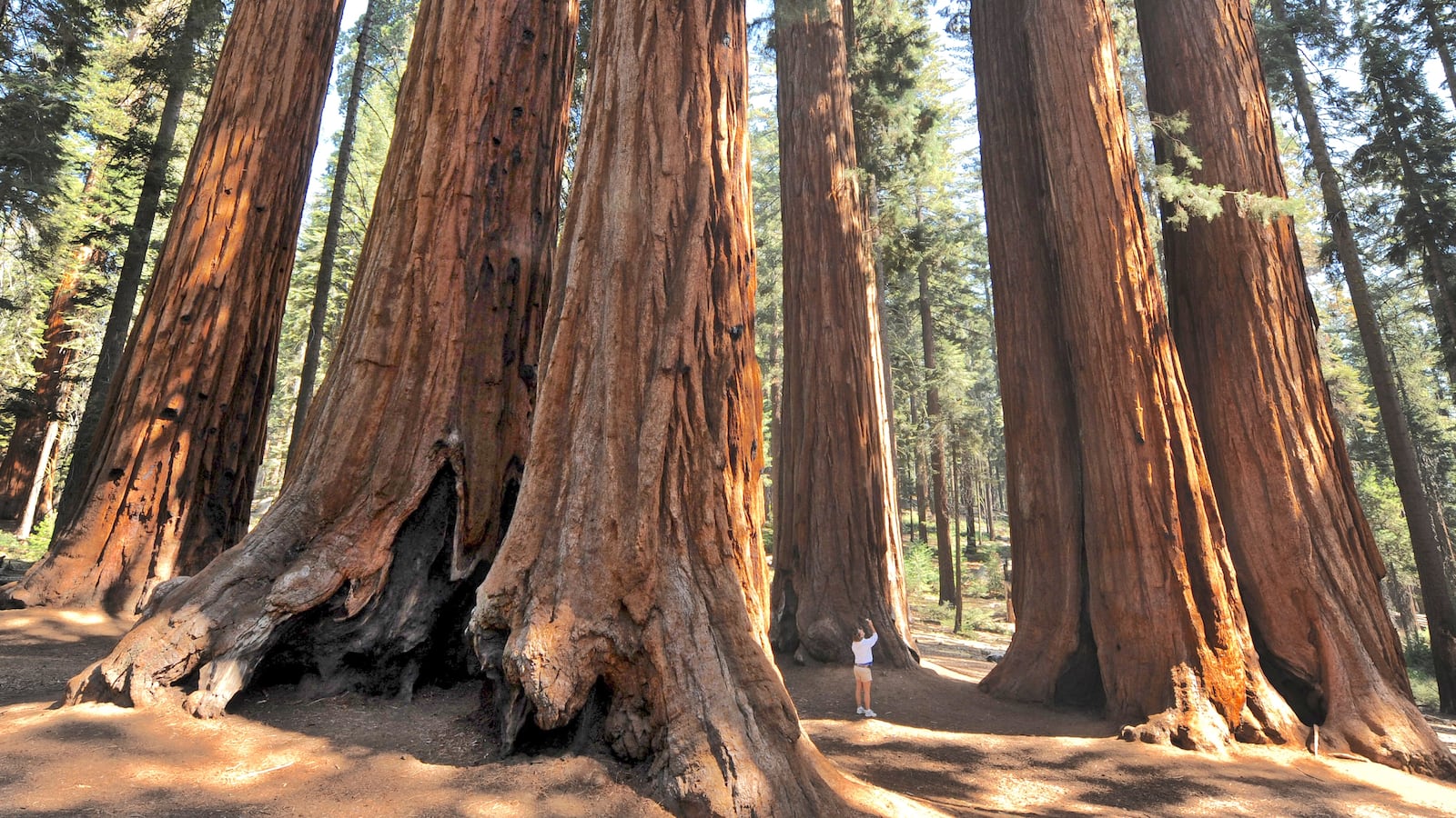 A woman stands amongst a grove of a Giant Sequoia trees in the Sequoia National Park in Central California.