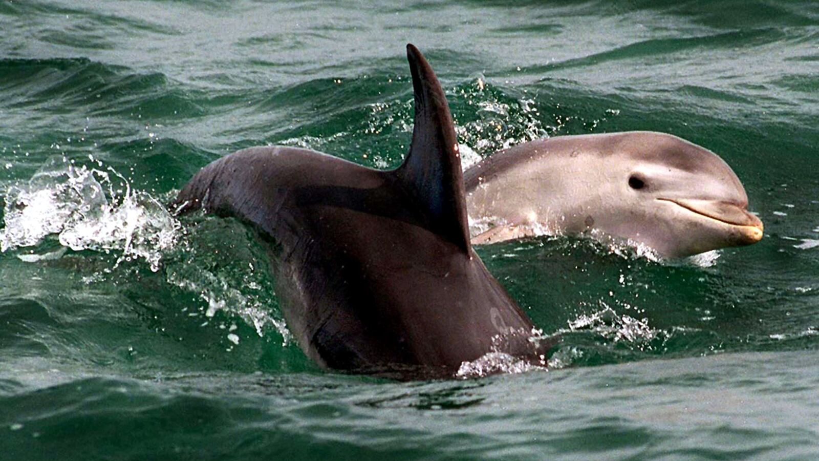 A bottle-nosed dolphin and its calf