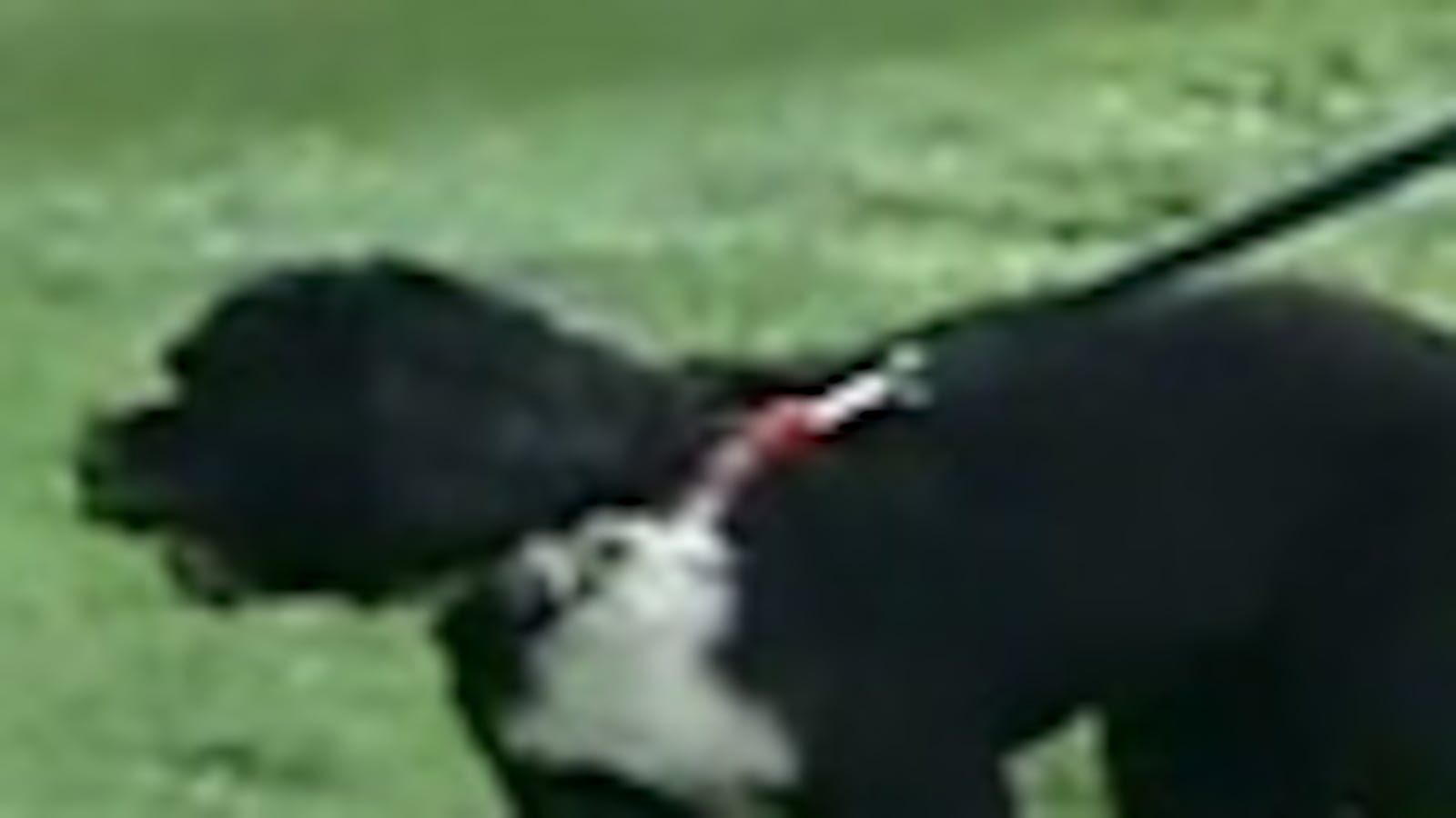 videos/2009/04/14/bo-arrives-at-white-house/cnn-bo-arrival-thumb_zvxgtt