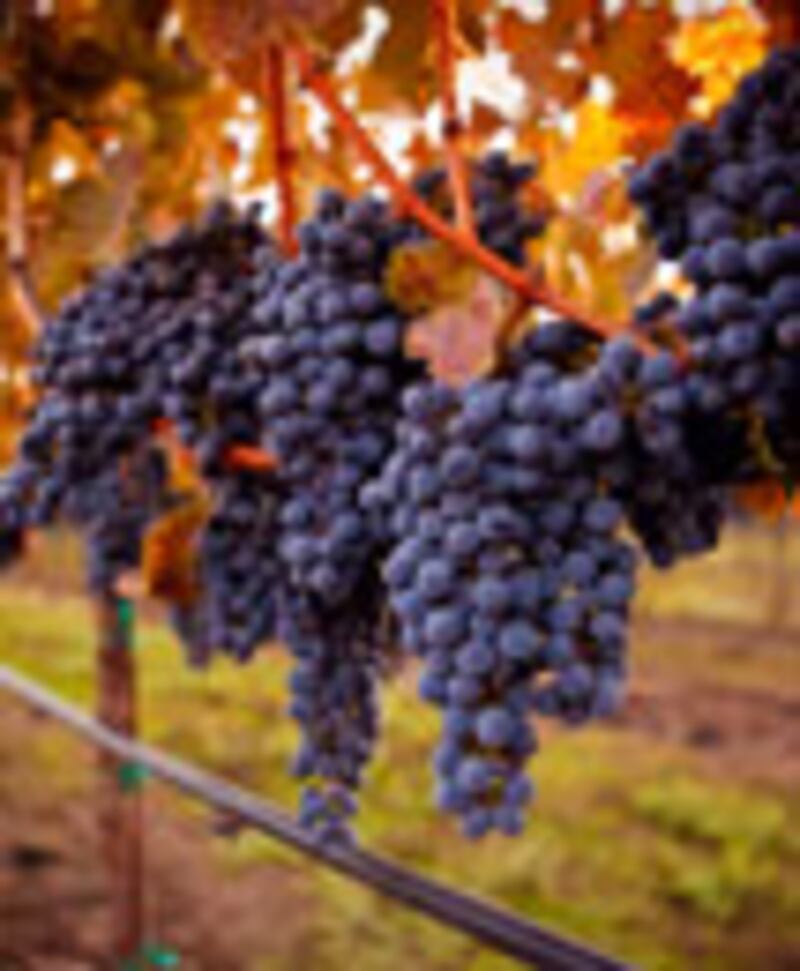 articles/2010/06/01/chef-marc-meyer-loves-frannys-chili-and-judy-rogers/fresh-picks---meyer-destination_mhtpnj